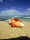 Seashell on Beach  Tobago  Caribbean