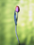 A Single Tulip
