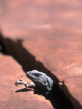Chuckwalla Lizard  Grand Canyon National Park  AZ