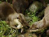 Adult Asian Short-Clawed River Otter Shows Newborn to Sibling