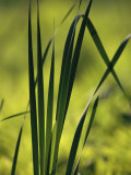 A Close View of Cattail Plants Growing on the Susquehanna River