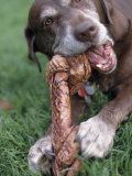 Chocolate Labrador Retriever Chewing on Bone