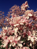 Crab Apple Tree in Bloom  Jamaica Plains  MA