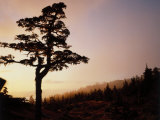 Alpine Hemlock  Baranof Island  AK