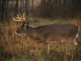 A 8-Point White-Tailed Deer Buck