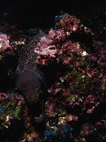 Whitemouth Moray  Gymnothorax Meleagris