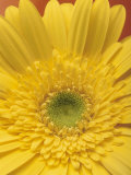 Yellow Zinnia Against Red Background