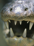 Close View of the Open Mouth of a Morelets Crocodile