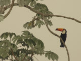 Toco Toucan Fledgling at the Fazenda Barranco Alto