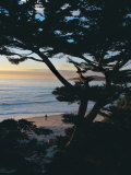 Sunset on Beach with Trees  CA