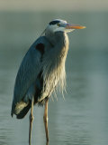 Great Blue Heron on Floridas Gulf Coast