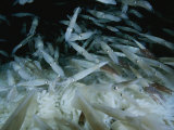 Opalescant Inshore Squid Lay More Than 50 000 Eggs at a Time