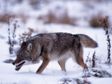 Coyote  Canis Latrans  MN
