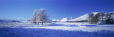 Winter Tree  Rannoch  Scotland  UK