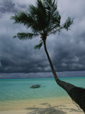 Palm Tree and its Shadow on a Beach