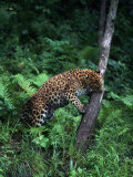 Amur Leopard in Forest  Panthera Pardus Orientalis