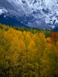 Mt Sneffel's Range in the San Juan Mountains  San Juan National Forest  USA