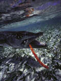Barracuda  Tube Lure