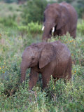 African Elephants  Luxodonta Africana  Tanzania
