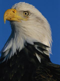 Portrait of an American Bald Eagle  Haliaeetus Leucocephalus