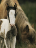 Wild Pony Foal Standing near its Grazing Mother