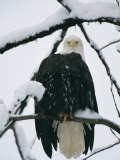 An American Bald Eagle Perched in a Snow-Covered Tree