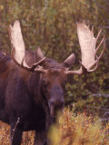 Moose