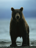 A Wet Brown Bear with Water Running off of its Fur