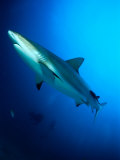 Caribbean Reef Shark (Carcharhinus Perezi)  Point Break  Cape Capucin  Dominica
