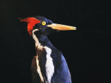 Close View of an Ivory-Billed Woodpecker (Campephilus Principalis)