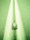 Turtle Strolling Down the Road