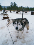 Dog Sled Tours  Karasjok Finn  Norway