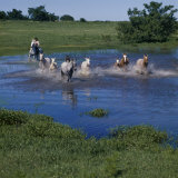 Herding Horses  Argentina