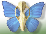 Skull with Butterfly Wings