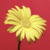 Yellow Flower on Red Background