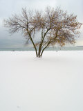 Tree and Snow