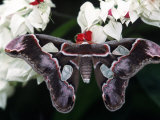 Atlas Moth  Attacus Atlas  Indonesia