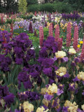 Iris Garden  Salem  Oregon  USA