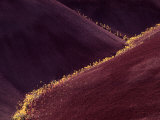Flowers in the Gullies  Painted Hills  John Day Fossil Beds National Monument  Oregon  USA