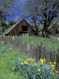 Fence  Barn and Daffodils  Northern California  USA