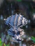 Alligator in Shallow Water