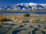 Dunes and Tumbleweeds  Walker Lake  Mt Grant in Wassuk Range  Nevada  USA