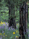 Balsam Root and Lupines Among Pacific Ponderosa Pine  Rowena  Oregon  USA