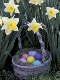 Easter Basket Among Daffodils  Louisville  Kentucky  USA
