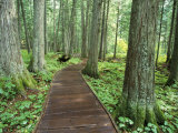 Trail in Glacier National Park  Montana  USA