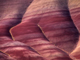 Flowers in the Gullies  Painted Hills  John Day Fossil Beds National Monument  Oregon  USA