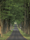 Tree-Lined Road  Louisville  Kentucky  USA