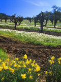 Flowers in a Vineyard at the Sausal Winery  Sonoma County  California  USA