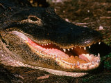 Alligator Close-up