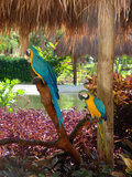 Two Blue and Gold Macaws Perched Under Thatched Roof